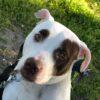 Margot - Un Anno (nata indicativamente il 1 Giugno 2024)  - Mix Amstaff  - Taglia: Media   Foto 7